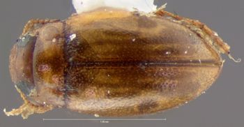 Media type: image;   Entomology 5984 Aspect: habitus dorsal view